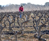 Ivo Ferreira - Vigneron - Domaine L'Escarpolette - Taille d'Hiver